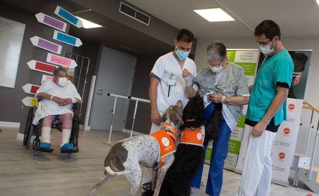 Dónde y cómo adoptar un perro en Alicante