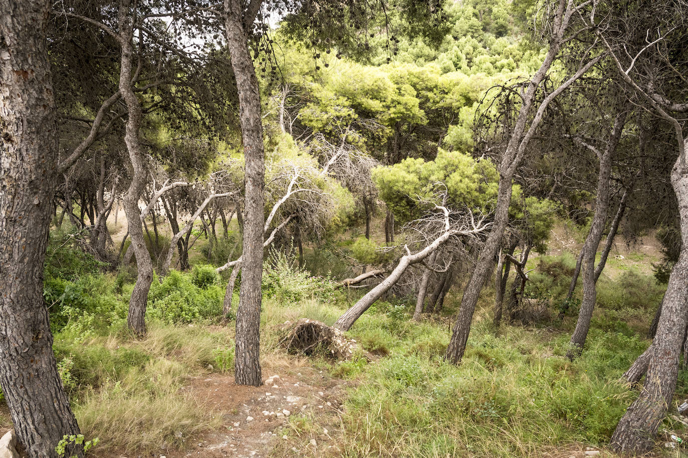 Benacantil, el pulmón verde que preside Alicante