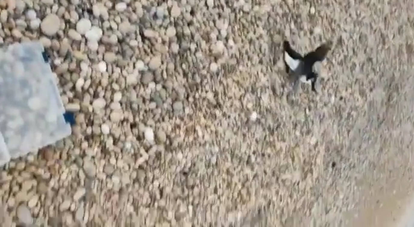 Un pingüino en la playa de l'Albir