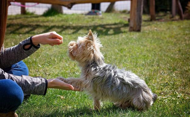 Los perros son los protagonistas de una jornada gratuita sobre cuidado animal en Alicante