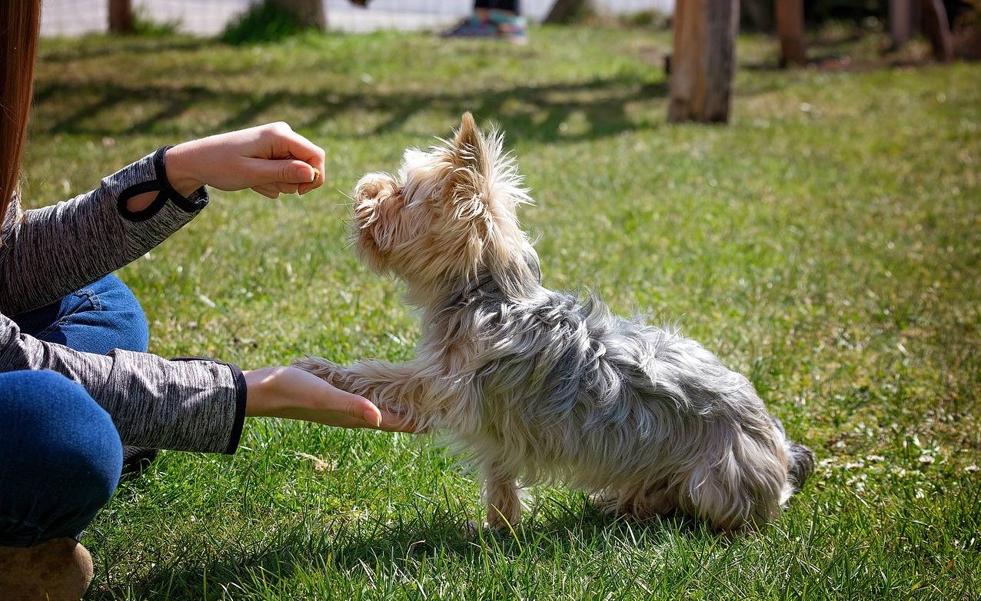 Los perros son los protagonistas de una jornada gratuita sobre cuidado animal en Alicante