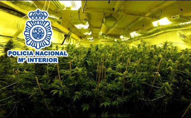 Desarticulado un grupo criminal en Elda dedicado al cultivo y venta de marihuana