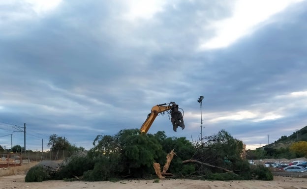 Las obras de ampliación del hospital de La Vila acaban con el pino centenario que la Marina Baixa quiso salvar