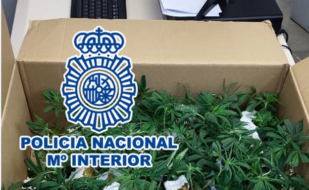 Detenido en Benidorm mientras transportaba 121 plantas de marihuana