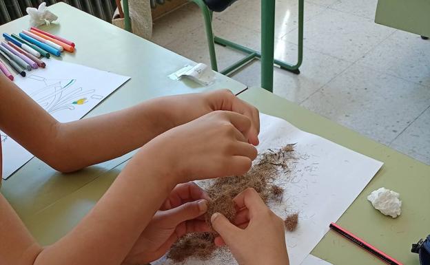 'Alga parece, planta es': la campaña escolar de Alicante que sensibiliza sobre la protección de la posidonia