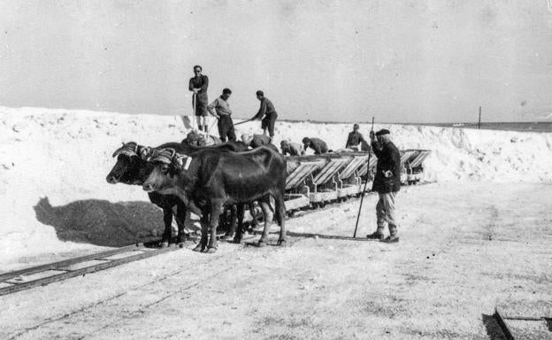 La empresa salinera donde los flamencos son unos trabajadores más