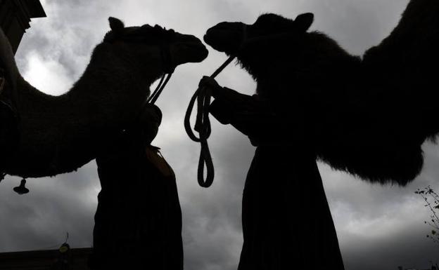 ¿Cómo conseguir las sillas para la Cabalgata de Reyes de Elche?