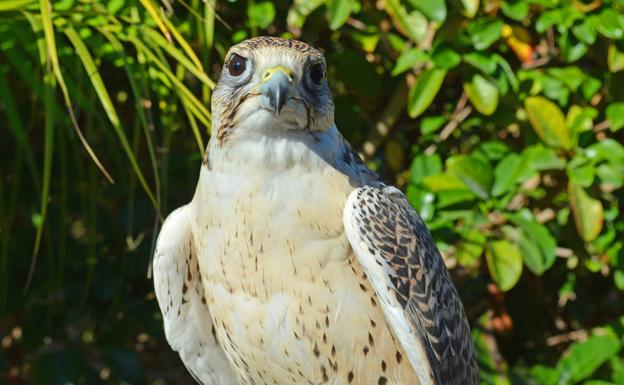 La llegada del halcón Khabib aumenta el número de especies de Terra Natura Benidorm