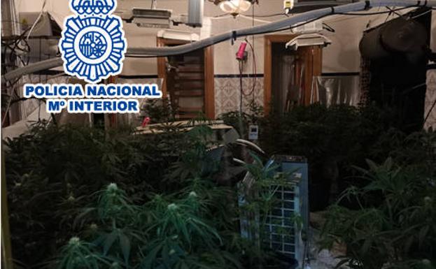 La Policía Nacional desarticula un punto de venta de droga y de cultivo de marihuana en Elda