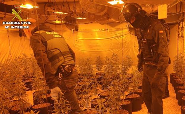 Desmanteladas tres plantaciones de marihuana en urbanizaciones de lujo en Calpe