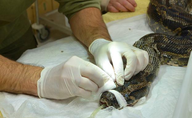 Las pitones también van al oculista