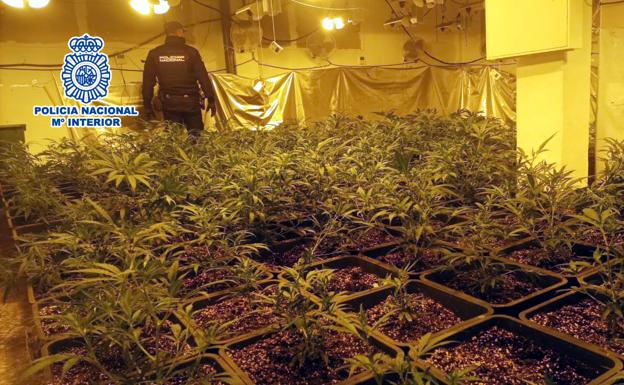 Busco vivienda para plantación de marihuana