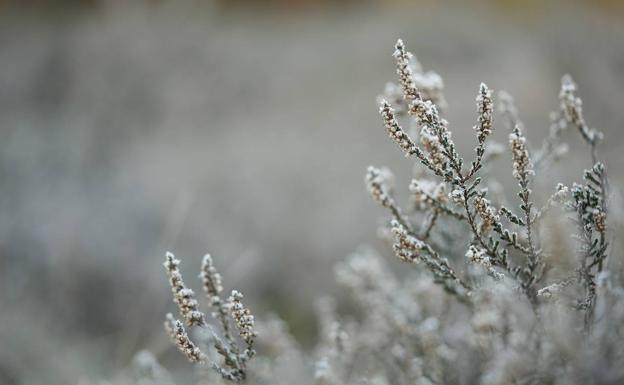 Aemet avisa de heladas en el interior de la provincia