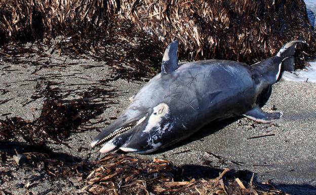 Un delfín muerto en una playa de Dénia espera ser recogido