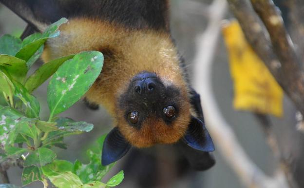 'Baby boom' en Terra Natura Benidorm