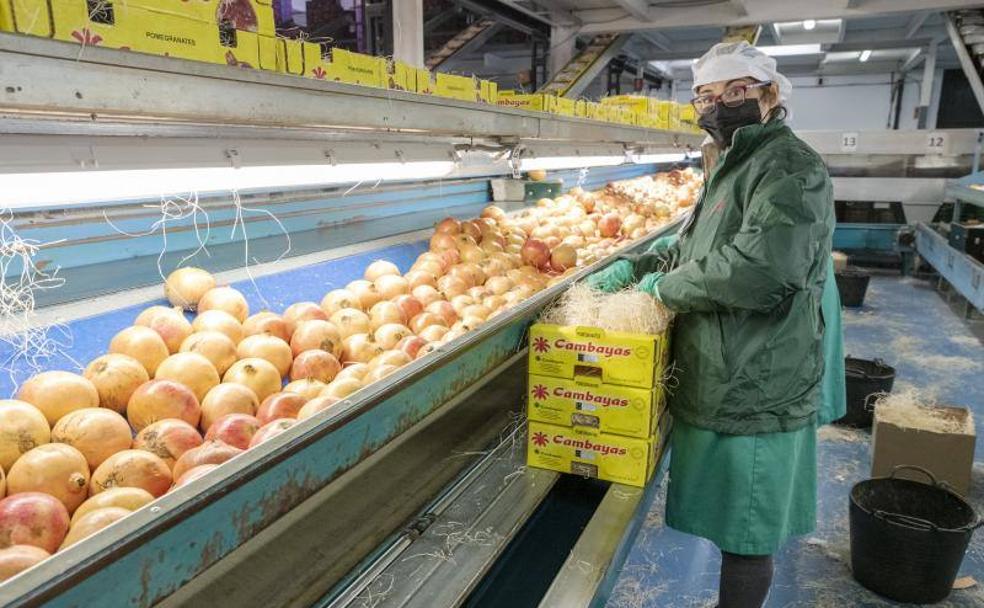 La granada mollar de Elche, en peligro de extinción