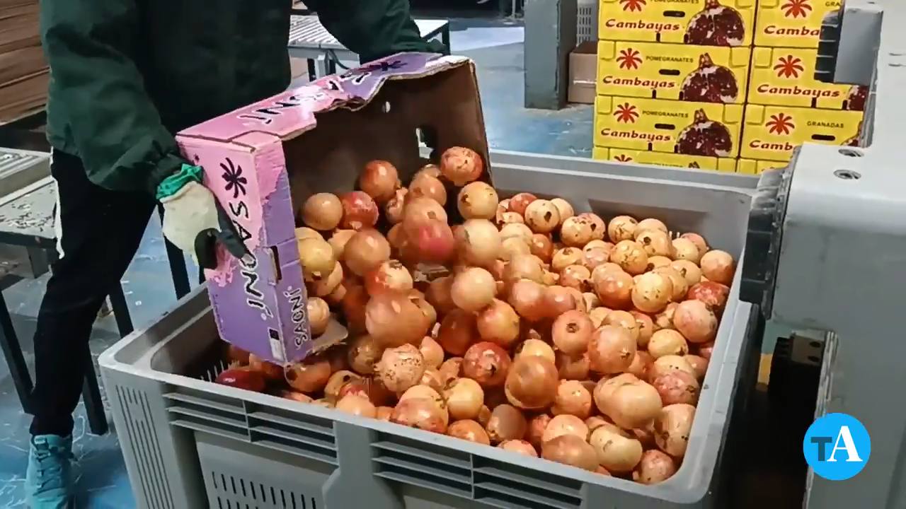 Unas Hogueras de Alicante sin brevas y un verano sin sandías
