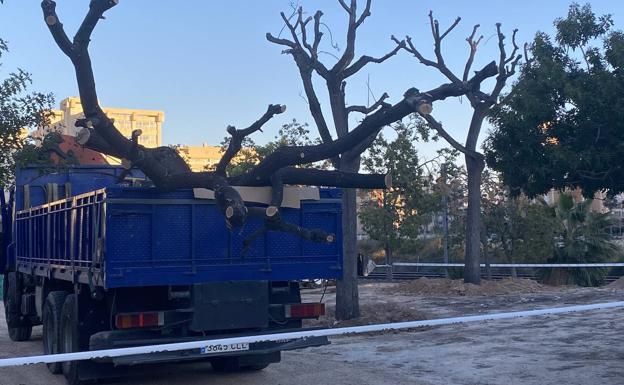 La justicia rechaza paralizar de urgencia el traslado de las melias de Alicante