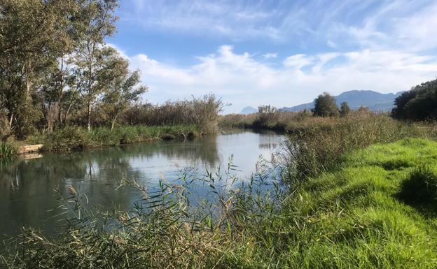El arroz y los humedales crecen en el interior del Museo de Aguas de Alicante