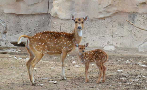 El hijo de Bambi nace en Terra Natura Benidorm