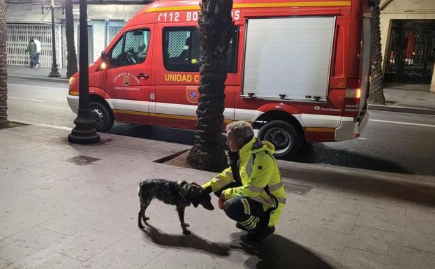 'Kira', el perro adiestrado de los bomberos de Alicante, encuentra a una octogenaria desaparecida