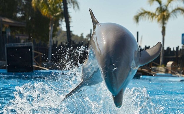 Piden prohibir los espectáculos con delfines por «cosificar a los cetáceos»