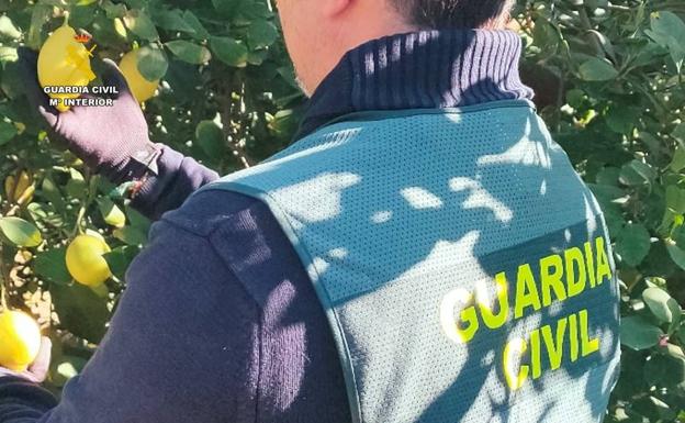 'Operación Gueno': una estafa de 200.000 kilos de limones en la Vega Baja